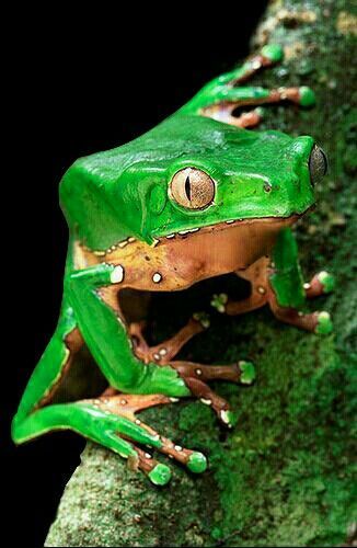 Giant monkey frog, Phyllomedusa bicolor
