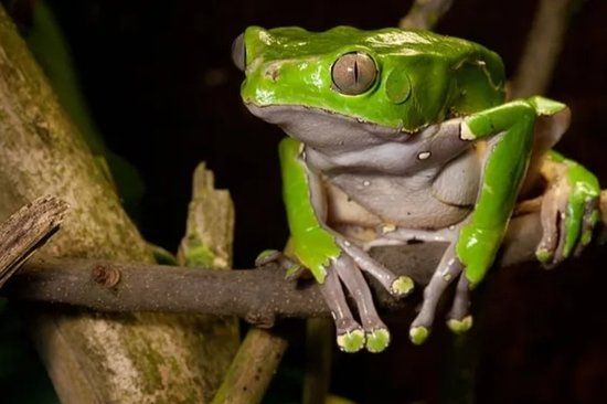 Kambo frog sitting on a branch at night